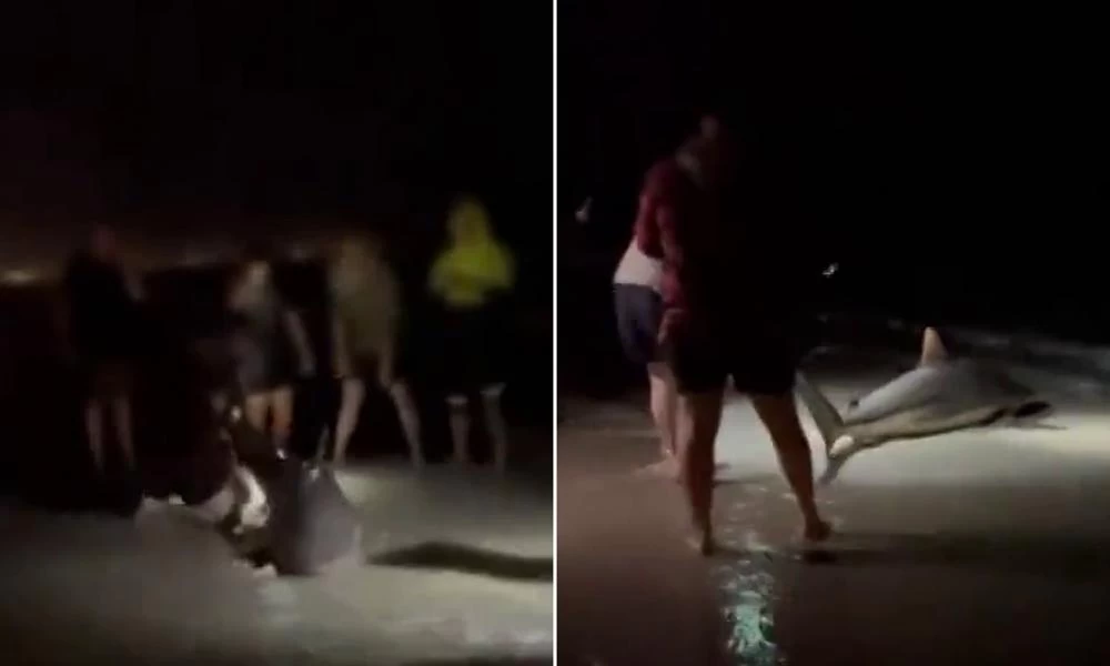 Αυστραλία: Έβγαλαν καρχαρία έξω από το νερό για να βγάλουν σέλφι